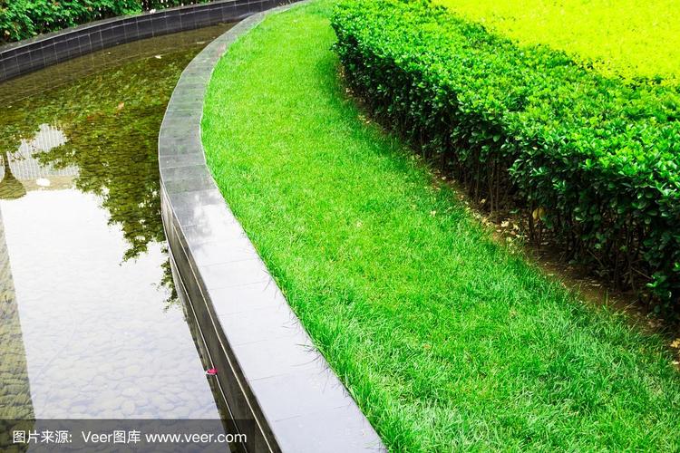 绿色园艺植物
