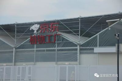 探秘京东植物工厂 产销一体化，破解农产品销售难题！
