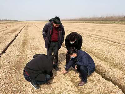 专家送技到田间，园艺新篇助丰收
