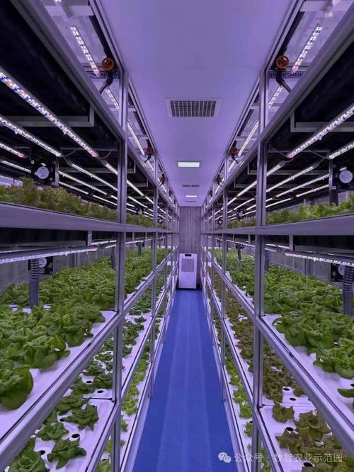 5800株叶菜25天成活 寿光集装箱植物工厂如何刷新农业速度