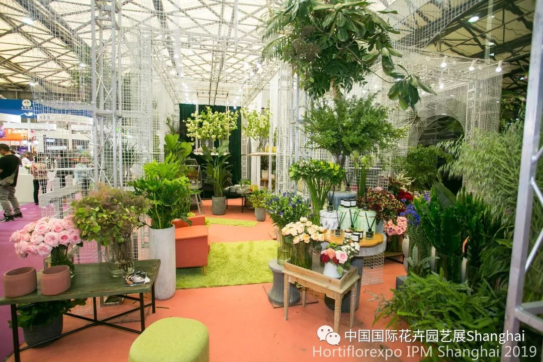 家庭园艺 | 家庭不同房间的花卉摆放_植物