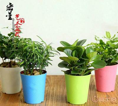 【豪杰花卉园艺场罗汉松绿植盆栽九里香驱蚊草办公室内桌面绿色植物圆边碧玉盆景】 - 产品库 - 沭阳县新河镇豪杰花卉园艺场